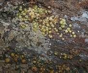 Gelbgrüner Kugelpustelpilz, Foto 6
