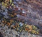 Gelbgrüner Kugelpustelpilz, Foto 7