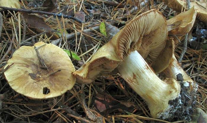 Gelbgrüner Klumpfuß, Foto 2