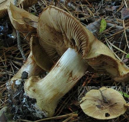 Gelbgrüner Klumpfuß, Foto 3