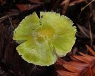 Gelbgrüner Saftling, Foto 7