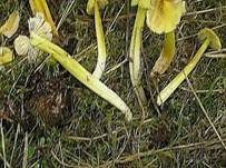 Gelbgrüner Saftling, Foto 8