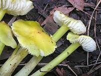 Gelbgrüner Saftling, Foto 9
