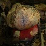 Gelbhütiger Purpurröhrling, Foto 9
