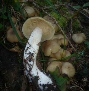 Gelbhütiger Rasling, Foto 3