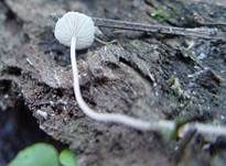 Gelbknolliger Sklerotienrübling, Foto 13