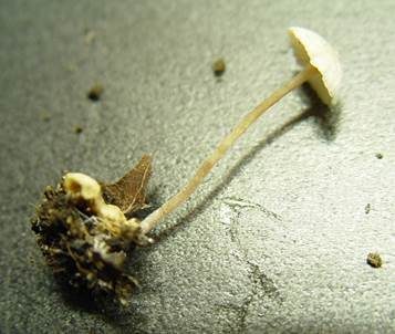 Gelbknolliger Sklerotienrübling, Foto 5