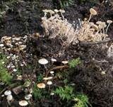 Gelbknolliger Sklerotienrübling, Foto 7