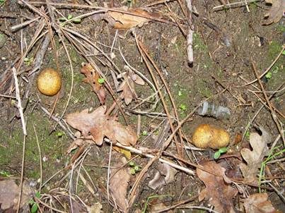 Gelblicher Barttrüffel, Foto 3