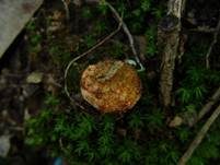 Gelblicher Barttrüffel, Foto 6