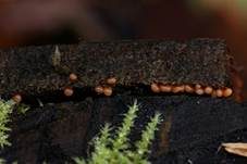 Gelblicher Haarstäubling, Foto 13