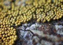 Gelblicher Haarstäubling, Foto 17