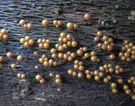 Gelblicher Haarstäubling, Foto 22