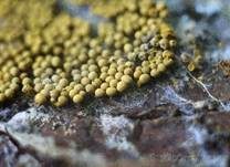 Gelblicher Haarstäubling, Foto 30