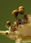 Gelblicher Haarstäubling, Foto 6