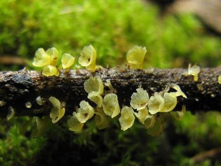 Gelbliches Trichterbecherchen, Foto 2