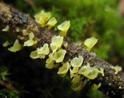 Gelbliches Trichterbecherchen, Foto 3
