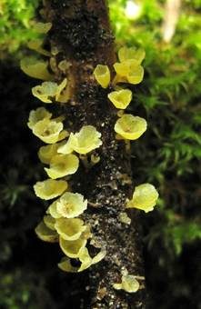 Gelbliches Trichterbecherchen, Foto 4