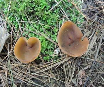 Gelbmilchender Becherling, Foto 4