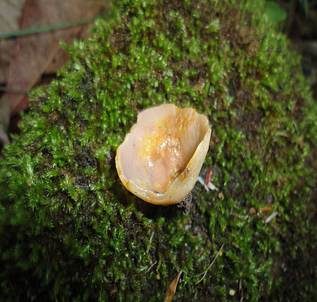 Gelbmilchender Becherling, Foto 6