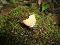 Gelbmilchender Becherling, Foto 9