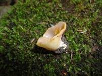 Gelbmilchender Becherling, Foto 11
