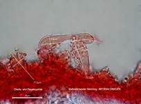 Gelbmilchender Helmling, Foto 36