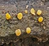 Gelborange Wollkugel, Foto 17