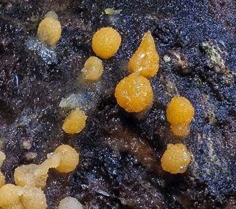 Gelborange Wollkugel, Foto 5