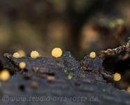 Gelborange Wollkugel, Foto 8