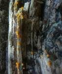 Gelborange Wollkugel, Foto 11