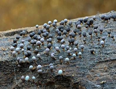 Baumwoll-Stielkügelchen, Foto 4