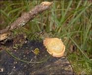 Gelboranger Schleimpilz, Foto 8
