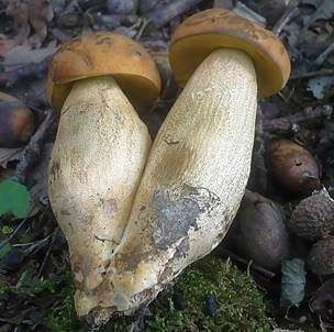 Gelbporiger Raufußröhrling, Foto 3