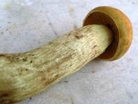 Gelbporiger Raufußröhrling, Foto 12