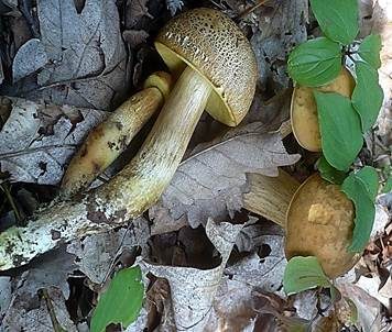 Gelbporiger Raufußröhrling, Foto 6