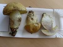 Gelbporiger Raufußröhrling, Foto 10