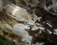 Gelbporiger Spaltporling, Foto 24