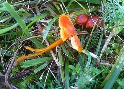Gelbrandiger Saftling, Foto 3