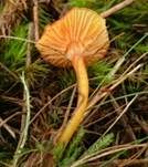 Gelbrandiger Saftling, Foto 12