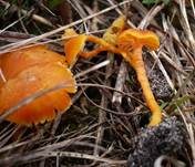 Gelbrandiger Saftling, Foto 7