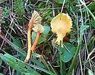 Gelbrandiger Saftling, Foto 8