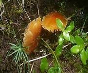 Gelbrandiger Saftling, Foto 10
