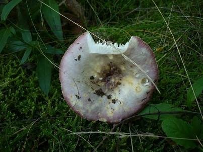 Gelbscheibiger Purpurtäubling, Foto 2