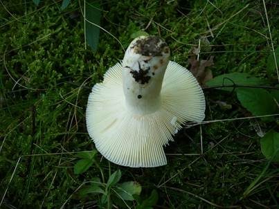 Gelbscheibiger Purpurtäubling, Foto 4