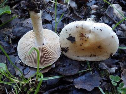 Gelbscheibiger Fälbling, Foto 2