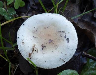 Gelbscheibiger Fälbling, Foto 3