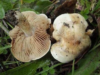 Gelbscheibiger Fälbling, Foto 4