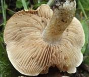 Gelbscheibiger Fälbling, Foto 8