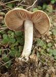 Gelbscheibiger Fälbling, Foto 9